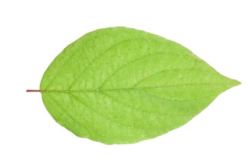 Fototapeta na wymiar Green leaf isolated on white in studio.