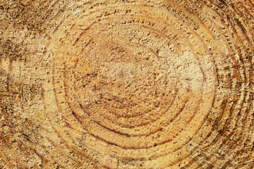 Naklejka premium Cut tree cross section age rings texture. Forest wood natural background.