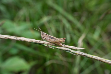 sauterelle sur son herbe 