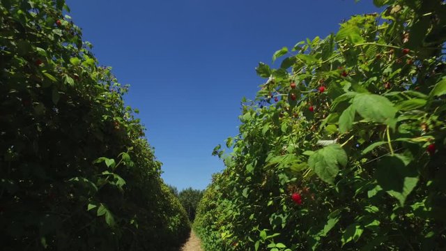 Walking Between Rows of Rasperries. Agricultural Farming Field and Crop Plants Under Blue Sky