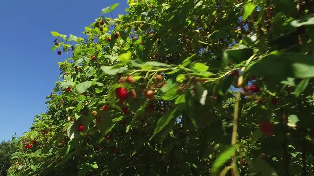 Raspberries Agricultural Fruit Harvesting Field, Walking Under Rows on Sunny Summer Day