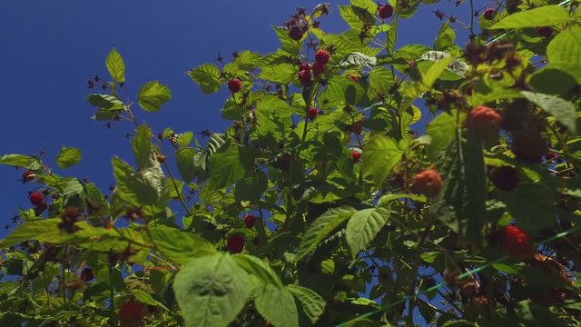 Close Up of Raspberries Under Leaf in Row on Agricultural Field. Fruit Harvesting on Summer Day Under Clear Sky