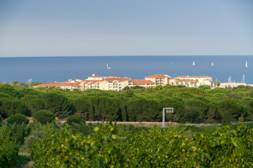 Vineyards in front of the sea