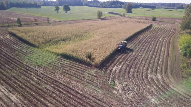 Aerial flyover shot of a ripe corn being harvested by a tractor.