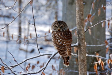 Barred Owl