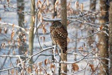 Barred Owl