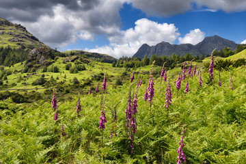 Sharp focus on foxglove flowers and bracken with Blake Rigg on left and distant Pike of Stickle Loft Crag Thorn Crag and Harrison Stickle England © Reimar