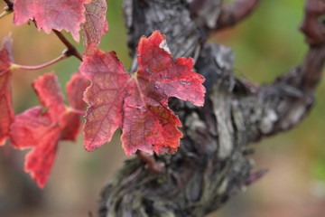 feuille de vigne en automne