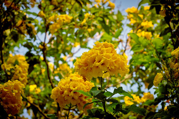 yellow flowers on the street