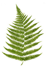 Green watercolor fern leaf isolated on white background. Real watercolor. Botanical illustration.