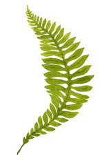 Green watercolor fern leaf isolated on white background. Real watercolor. Botanical illustration.