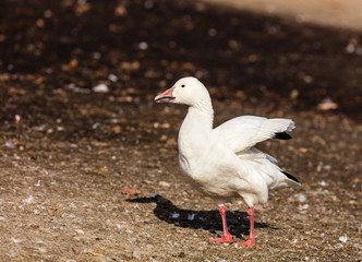 Snow geese gathering in Quebec Canada preparing for the migration south.