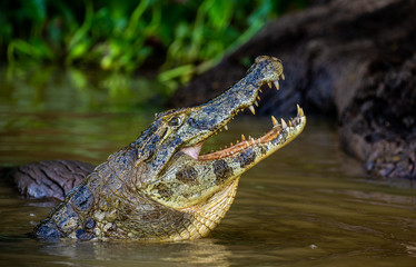 Cayman holds his head above the water and opened his mouth. Close-up. Brazil. Pantanal National...