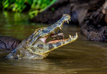 Cayman holds his head above the water and eats fish. Close-up. Brazil. Pantanal National Park. South America.