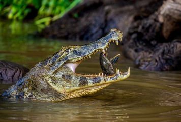 Cayman holds his head above the water and eats fish. Close-up. Brazil. Pantanal National Park. South America.