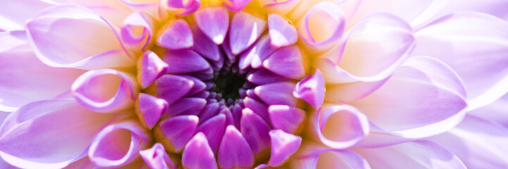 Dahlia flower
