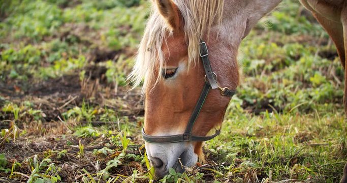 Beautiful red-haired brown horse eats grass