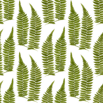 Green watercolor fern leaves seamless pattern isolated on white background. Real watercolor. Botanical illustration.
