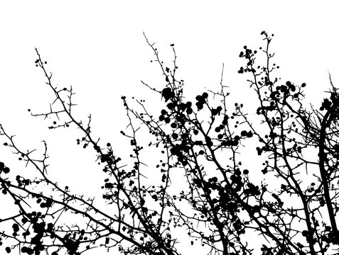 Tree branch silhouette. Vector
