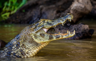 Cayman holds his head above the water and eats fish. Close-up. Brazil. Pantanal National Park. South America.