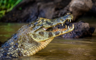 Cayman holds his head above the water and eats fish. Close-up. Brazil. Pantanal National Park. South America.