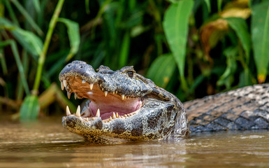Cayman holds his head above the water and opened his mouth. Close-up. Brazil. Pantanal National Park. South America.
