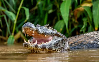 Zelfklevend Fotobehang Cayman holds his head above the water and opened his mouth. Close-up. Brazil. Pantanal National Park. South America. © gudkovandrey