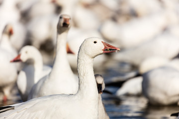 Snow geese gathering in Quebec Canada preparing for the migration south.