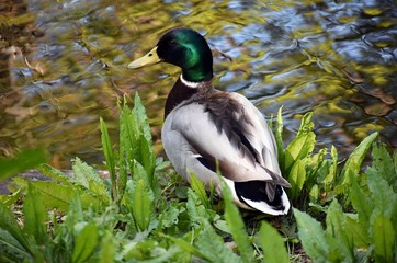 Male mallard duck (Anas platyrhynchos) on the shore of a lake in the park. The mallard is a dabbling duck of the family Anatidae, genus  Anas.  