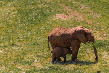 Fototapeta premium an african elephant enjoying in a green meadow
