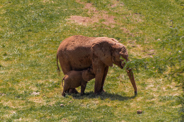 Fototapeta na wymiar an african elephant enjoying in a green meadow
