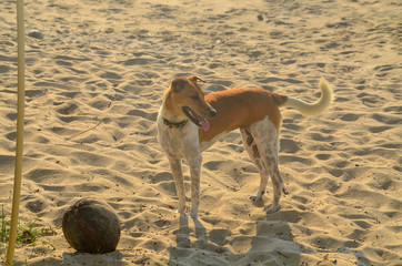  Happy healthy dogs playing on the tropical sandy Huay Yang beach, Thailand.