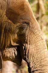 Fototapeta premium close up elephant