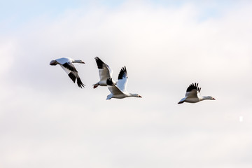 Snow geese gathering in Quebec Canada preparing for the migration south.