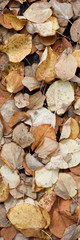 Autumnal leaves
