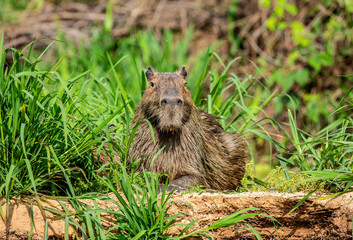 Naklejka na ściany i meble Capybara near the river in the grass. Brazil. Pantanal National Park. South America