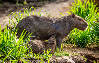 Capybara Mom and baby near a river. Brazil. Pantanal National Park. South America.