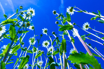 Margariten gegen den Himmel