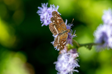 Texan Crescent butterfly in October on Gregg's mist flower