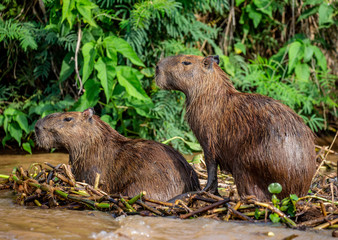 Two capybaras in the grass by the river. Close-up. Brazil. Pantanal National Park. South America.