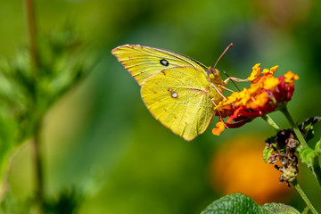 Cloudless sulphur in October