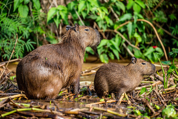 Naklejka na ściany i meble Capybara Mom and baby near a river. Brazil. Pantanal National Park. South America.