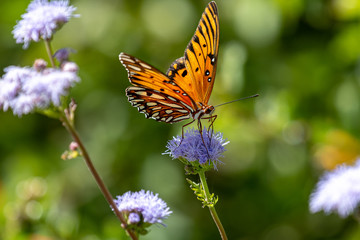 Gulf fritillary in October