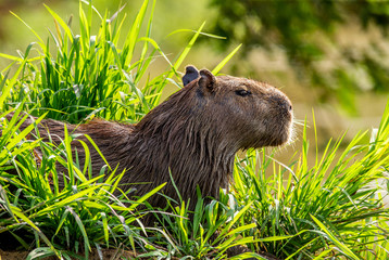 Capybara near the river in the grass. Brazil. Pantanal National Park. South America