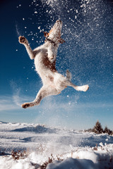 Obraz na płótnie Canvas Jumping fox terrier enjoying snow.