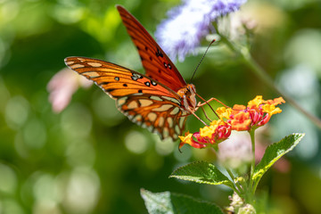 Gulf fritillary in October