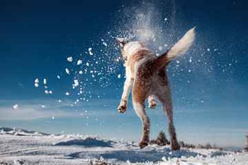 Jumping fox terrier enjoying snow.