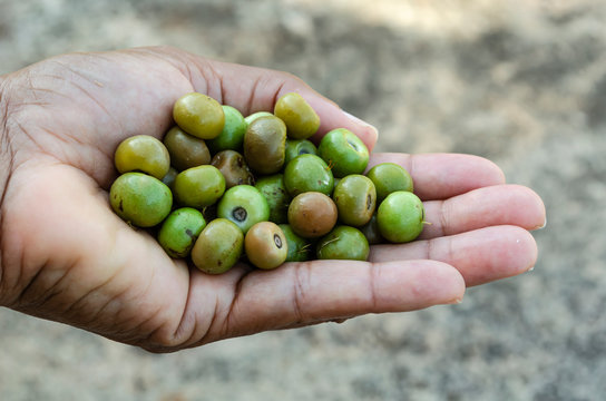 Handful Of Hogberries (Kraabu, Craboo, Nanche)