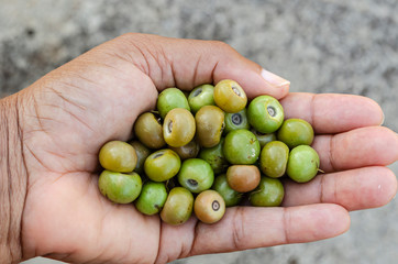 Hand With Hogberries (Kraabu, Nanche, Nance, Craboo)