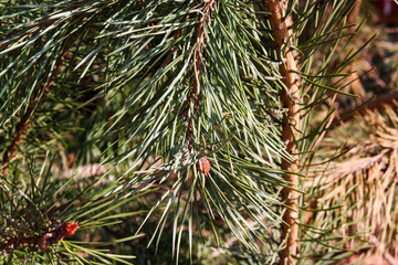 Always green spruce needles in the morning sunlight